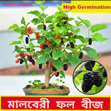 Red And Black Sweet Mulberry Seeds (20 pcs)