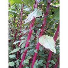 Red Data Vegetable Seeds (100 seeds)