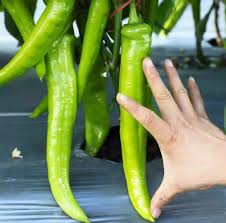 Spicy Banana Size Green Chilli Seeds (30 pcs)