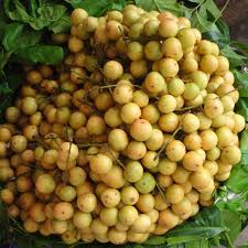 Sweet Latkon Seeds (5 pcs)