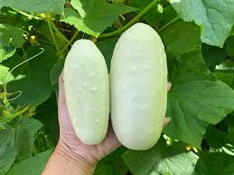 White Cucumber Seeds (15 pcs)
