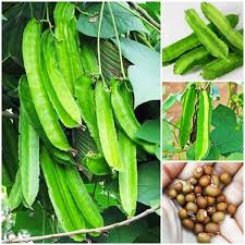 Winged Bean Seeds (কামরাঙ্গা শিম)