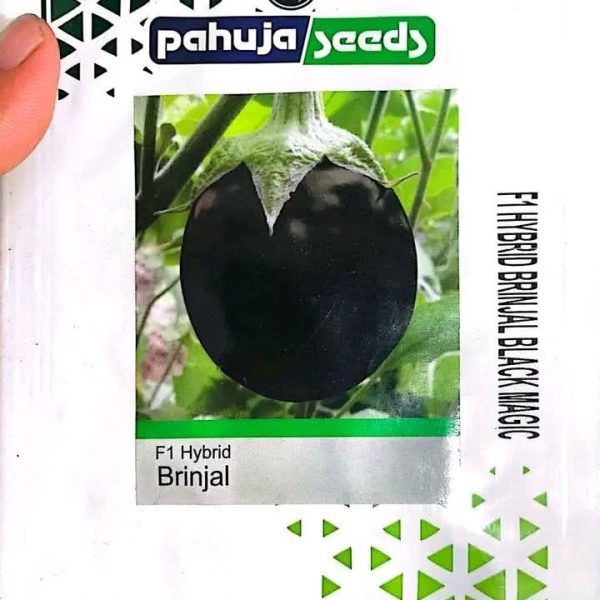 ইন্ডিয়ান কালো তাল বেগুন 5 গ্রাম বীজের প্যাকেট