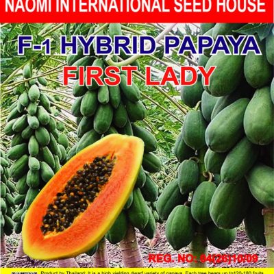 First lady hybrid papaya