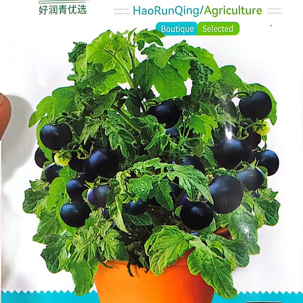 Chinese Black Cherry tomato